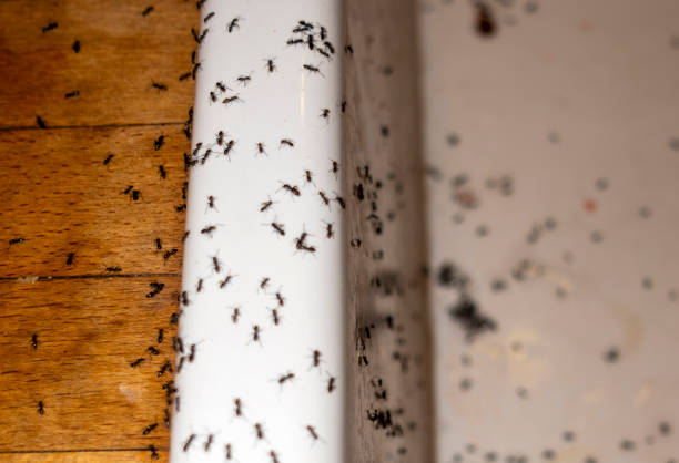 Best Local Pest Control Services  in Woodland Beach, MI