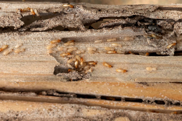 Best Best Pest Control Companies  in Woodland Beach, MI
